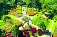 sapa